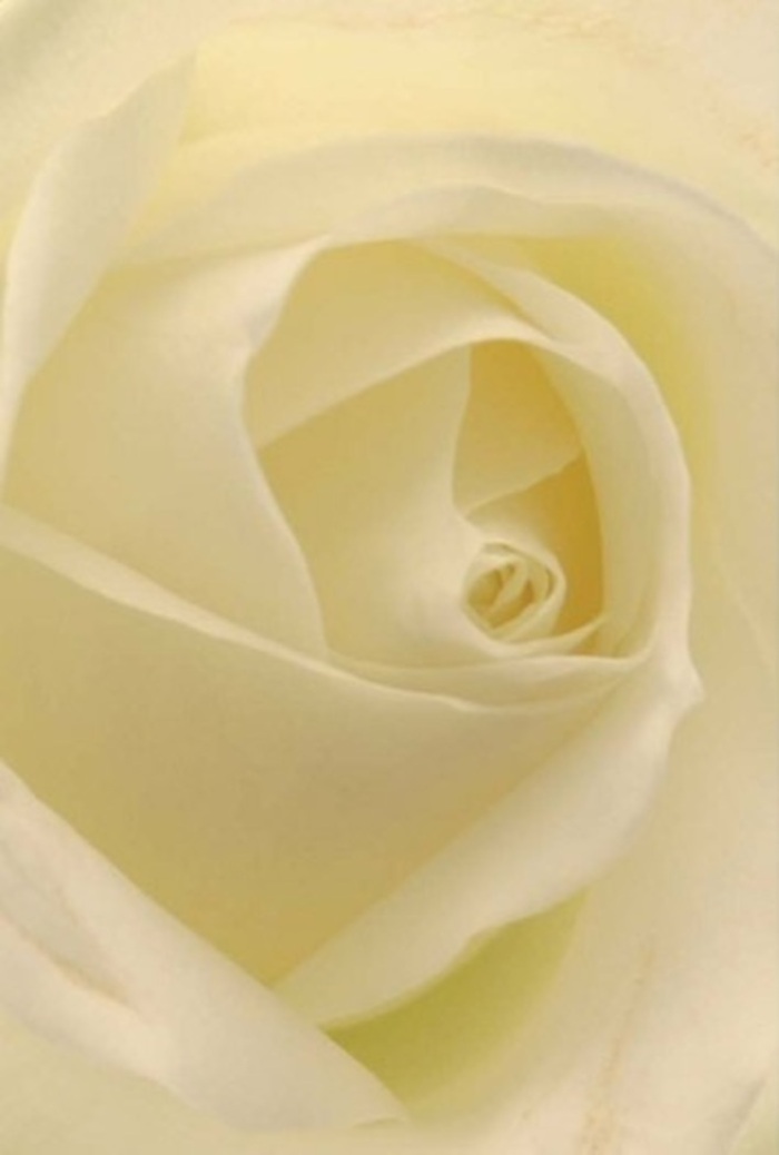 This close perspective reveals the layered beauty of a white rose, crafted by expert hands in Denmark Hill. Each petal is bathed in soft, natural light, creating a seamless blend of cream and pearl hues that feel both tranquil and sophisticated-like the timeless buildings and calm green spaces framing the neighbourhood. The spiraled core, precise yet never stern, suggests purity and steadfast resilience, while the velvety textures offer comfort akin to the gentle hush before a dawn rain. Fleeting shadows play between the folds, highlighting the bloom's structure with just enough depth to evoke a moment of contemplation. As befits a cherished apology, a romantic wish, or a centrepiece for a Denmark Hill wedding, this rose is an emblem of quiet strength and natural beauty. Its invisible yet clean fragrance seems to drift with the breeze, reflecting the gentle freshness of the local air and the dedication of the nearby florist shop that imparts artistry to every arrangement.